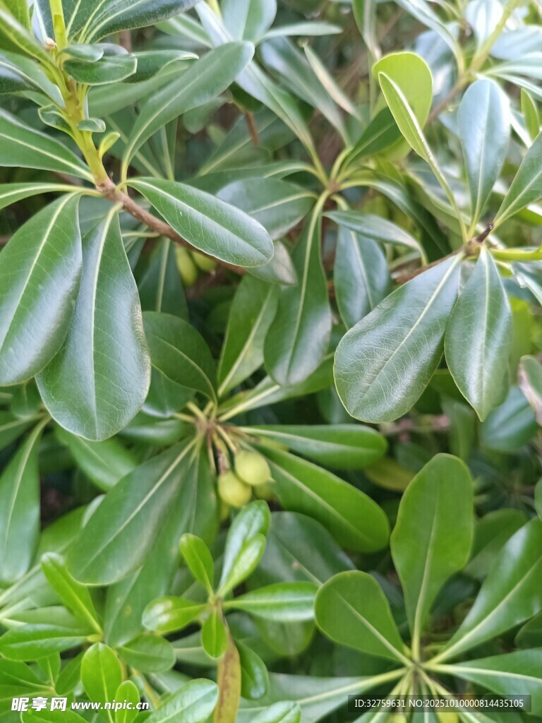 翠绿海桐枝叶特写