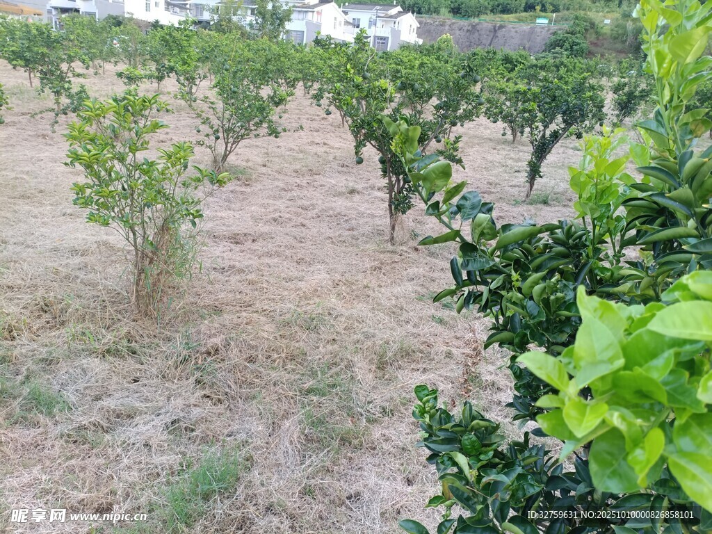 果园绿植景观