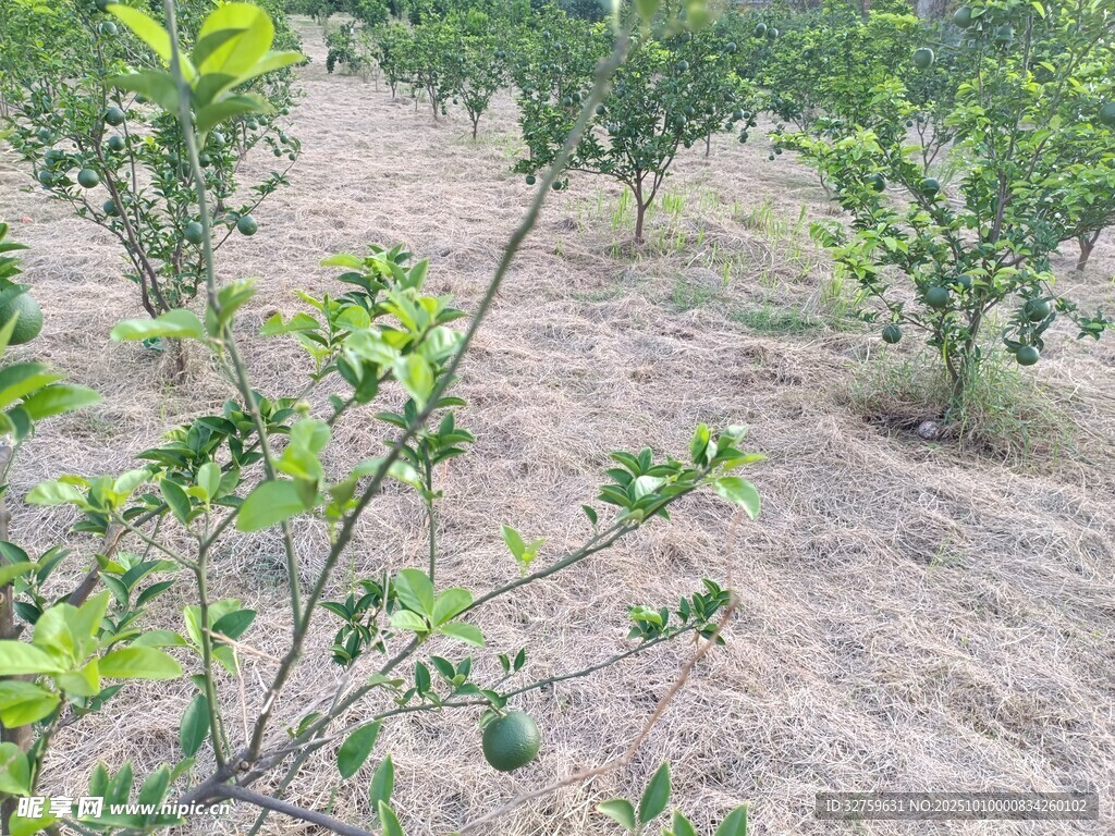 果园绿植景观