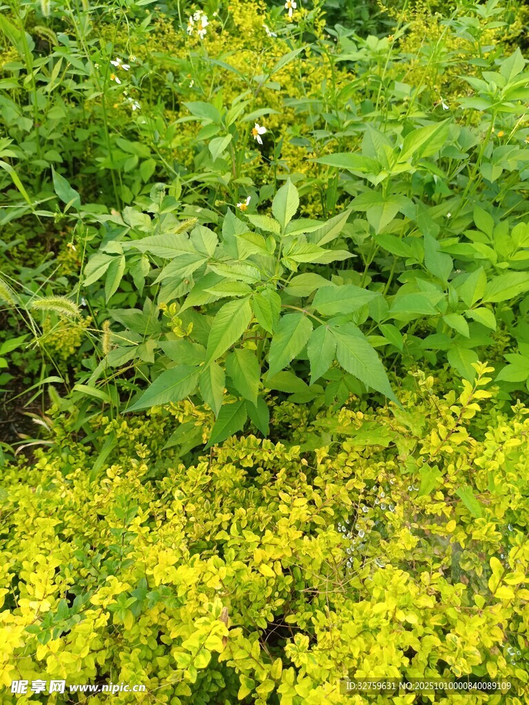 黄绿相间的繁茂植物景观