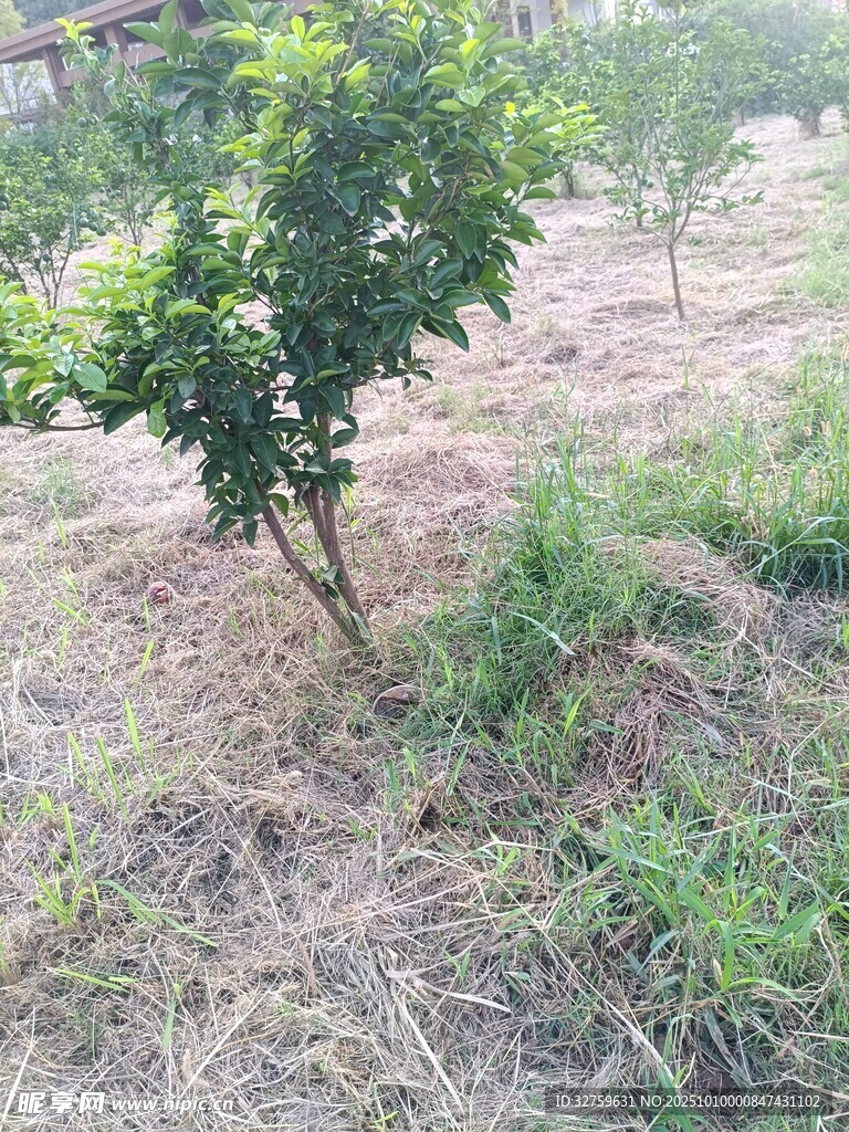 果园中的一棵绿色果树