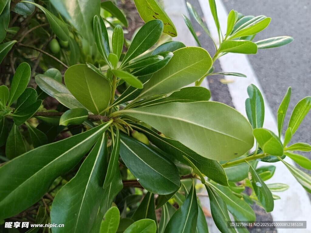 绿叶繁茂的绿植特写