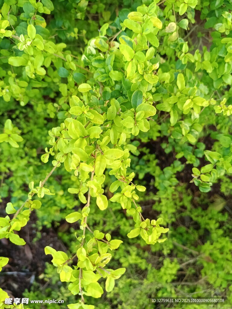 翠绿繁茂的植物景观