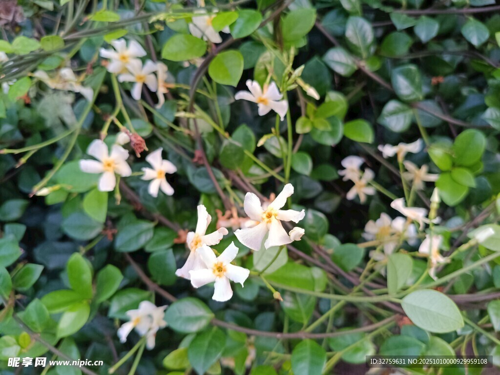 白色小花绽放绿叶间