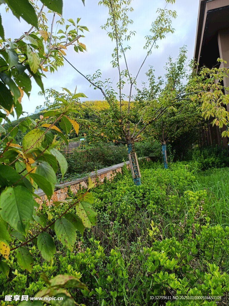 庭院绿植景观