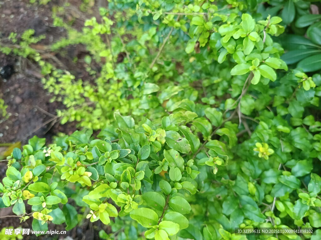 翠绿繁茂的绿植景观