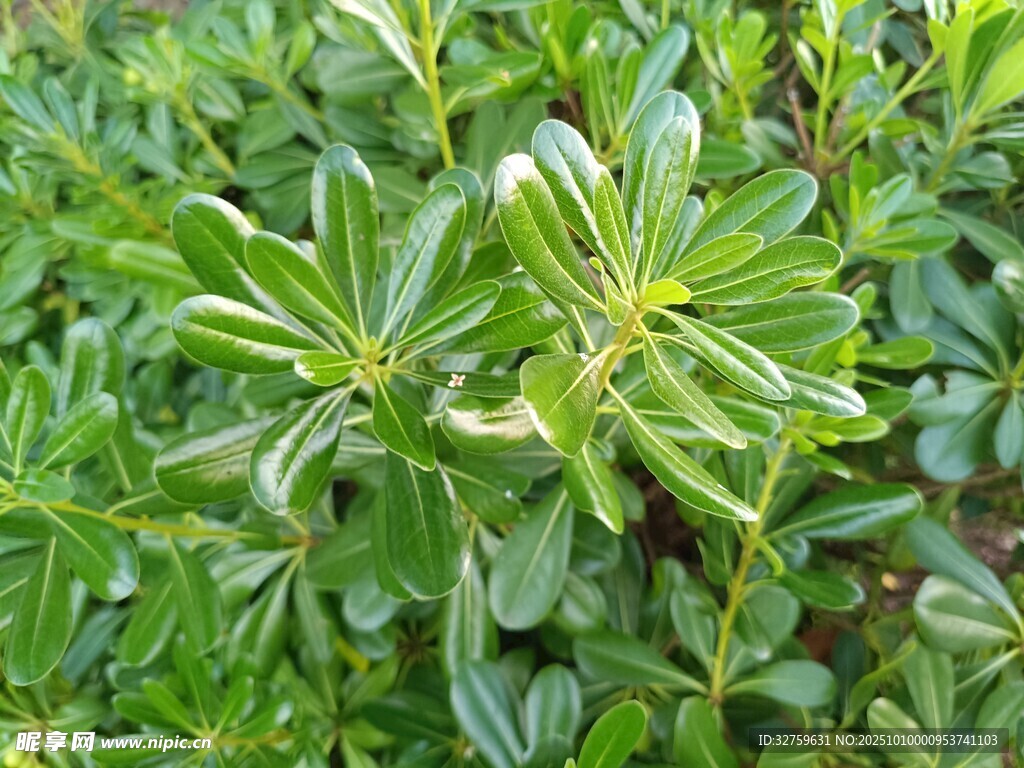 绿叶植物特写