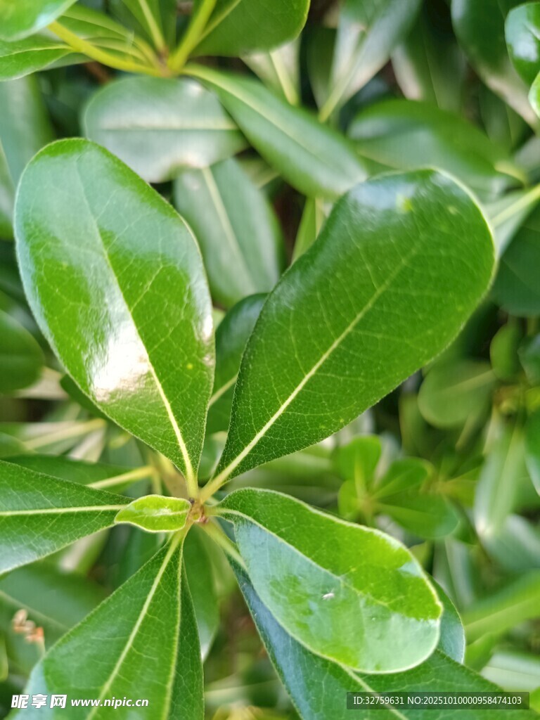 翠绿海桐叶特写