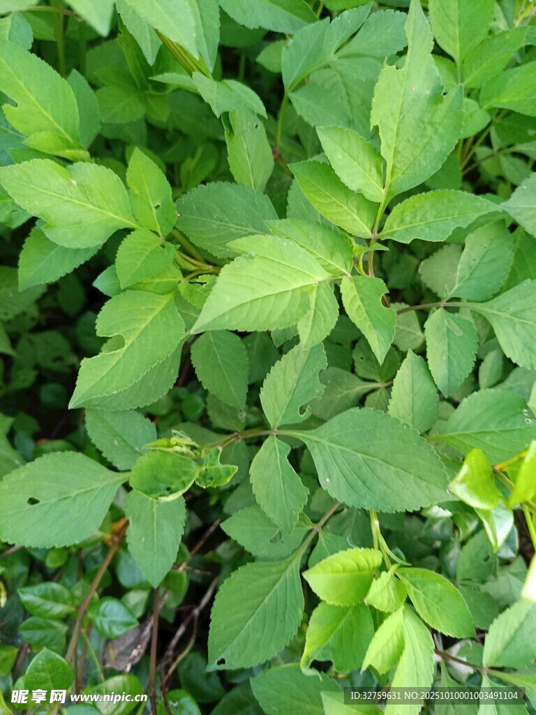 翠绿繁茂的植物叶片