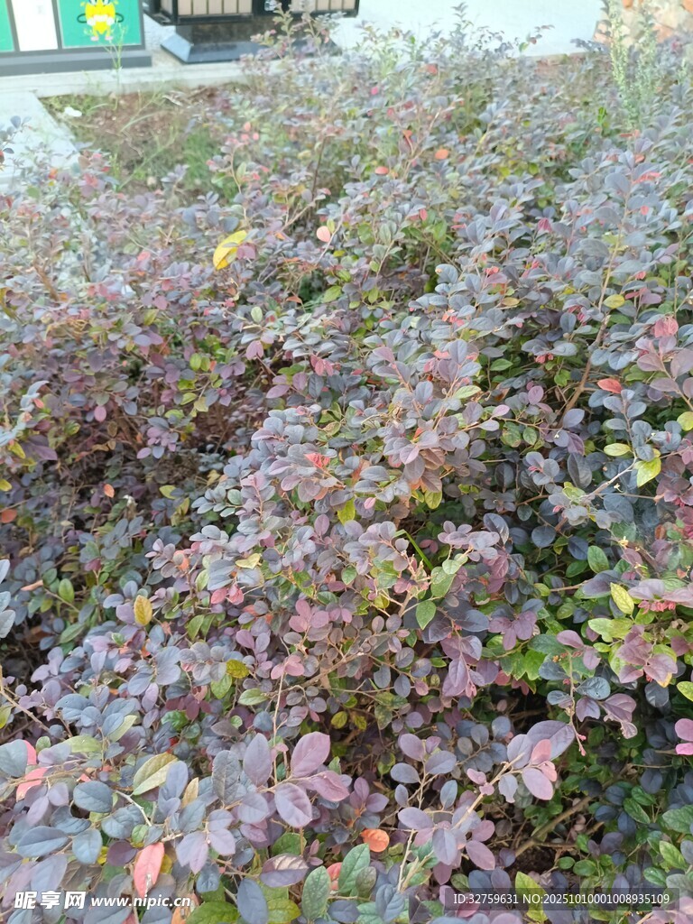紫叶植物景观