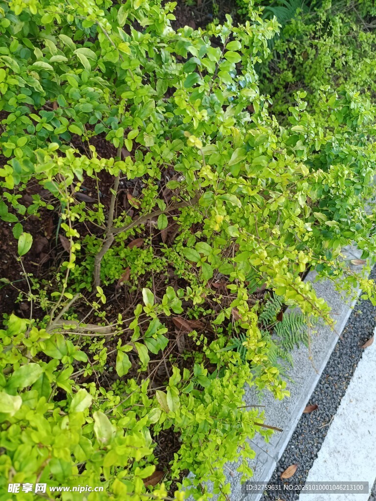 翠绿繁茂的路边绿植