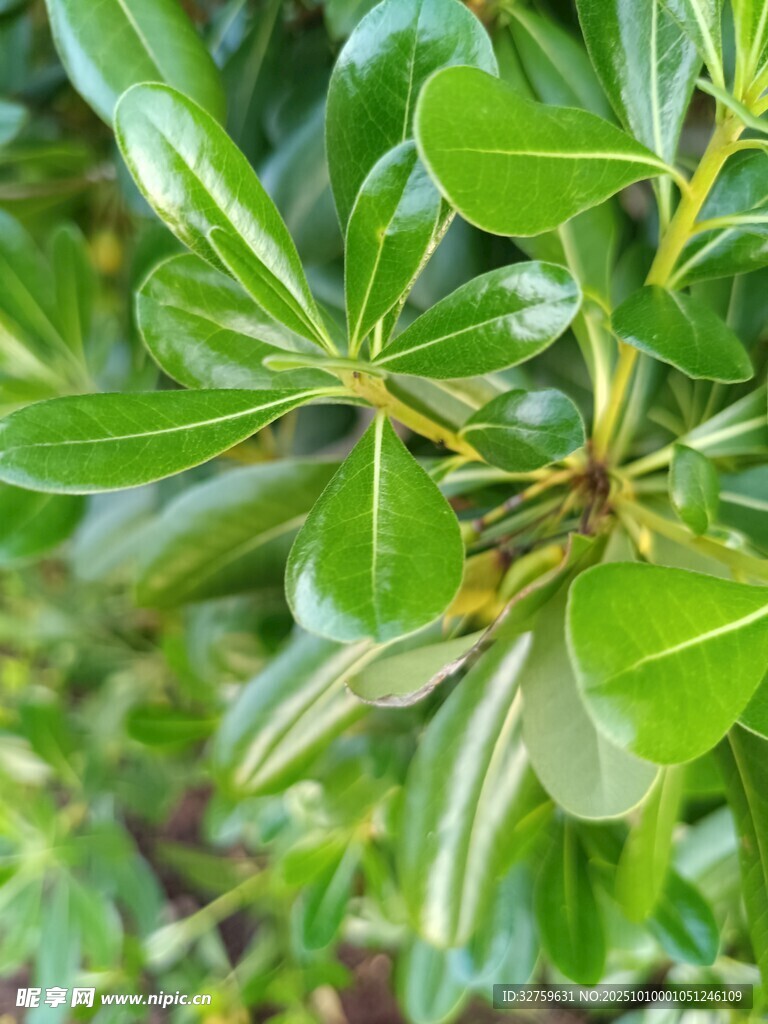 翠绿叶片的植物特写