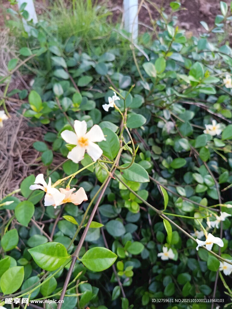 绿叶丛中的白色小花