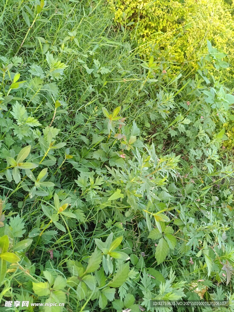绿意盎然的植物景观