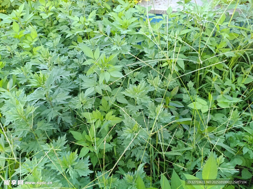 茂盛的绿色植物景观