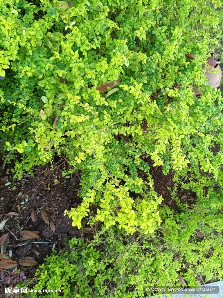 翠绿繁茂的植物景观