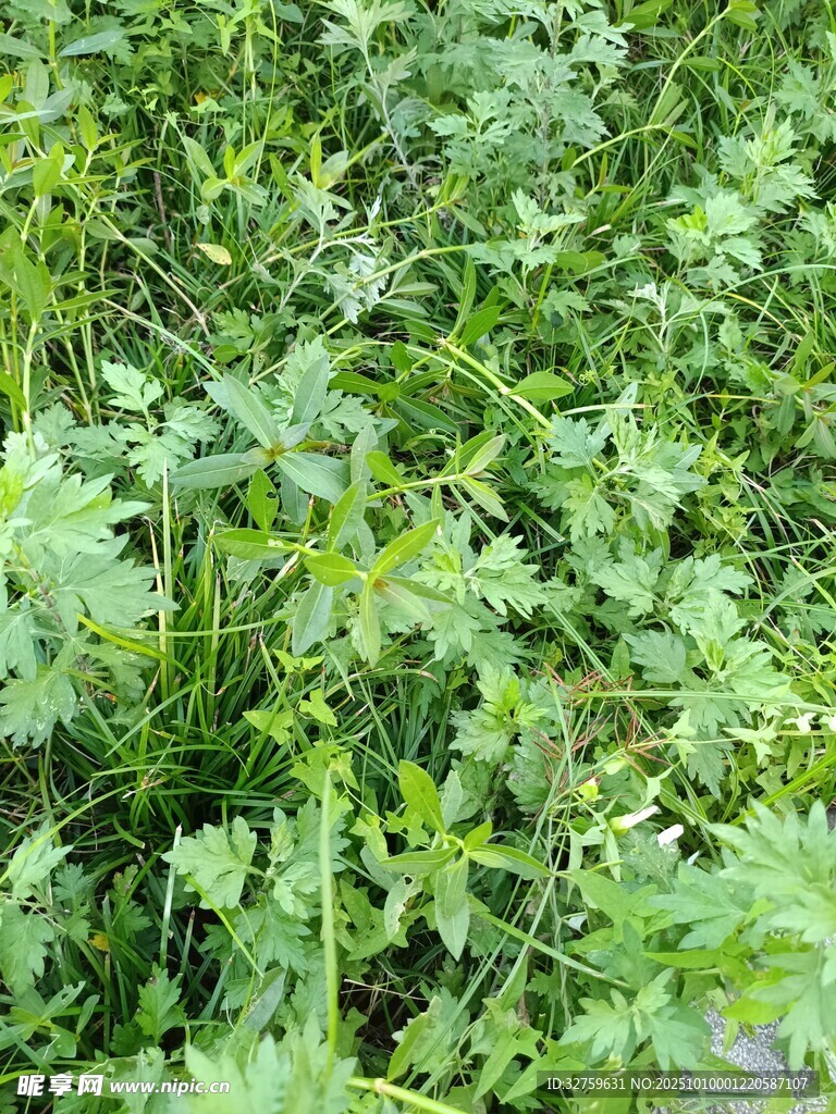 野外繁茂的绿色植物