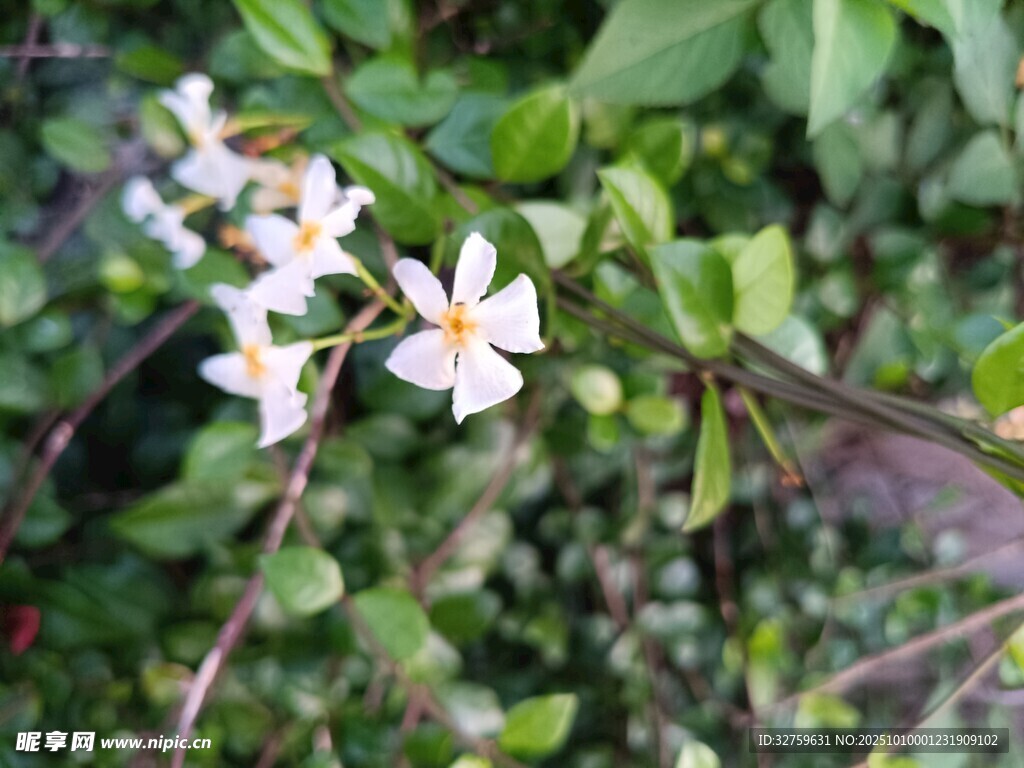 白色小花绽放绿叶间
