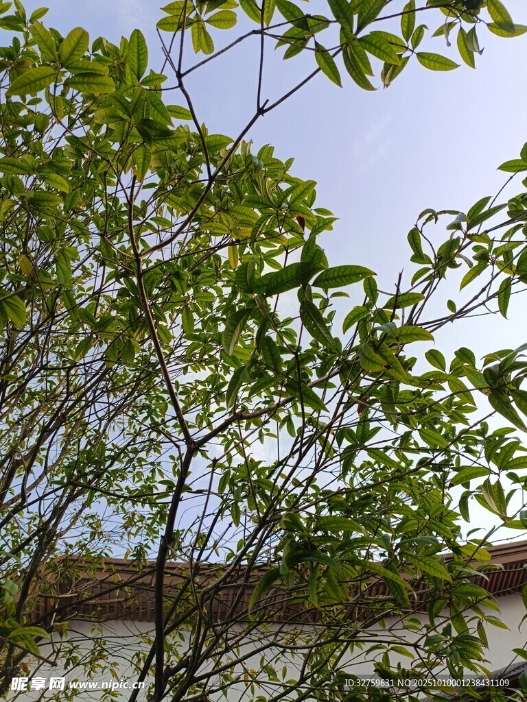 绿叶繁茂的树梢景象
