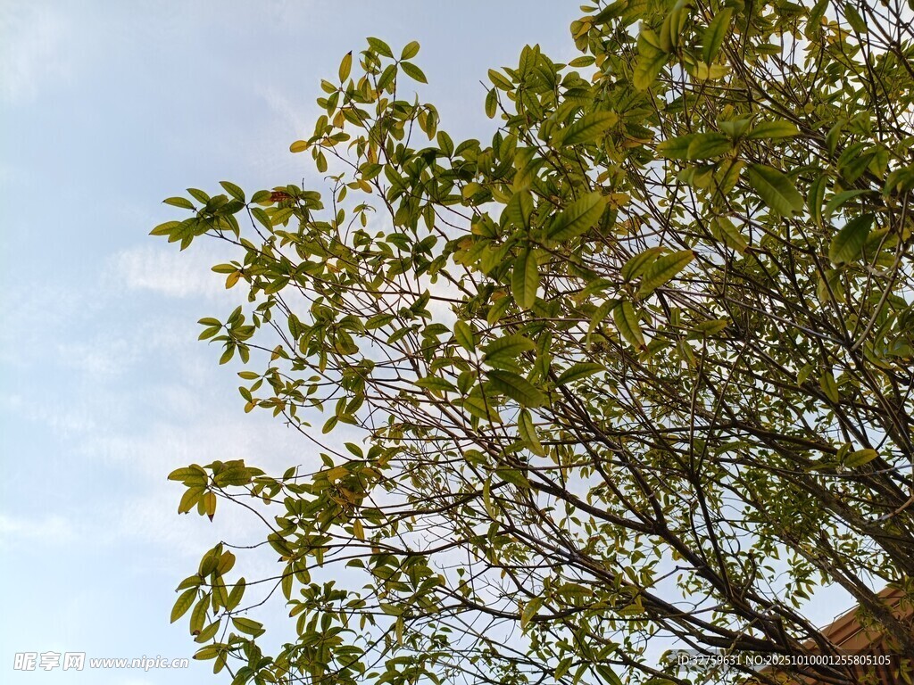枝头绿叶映蓝天