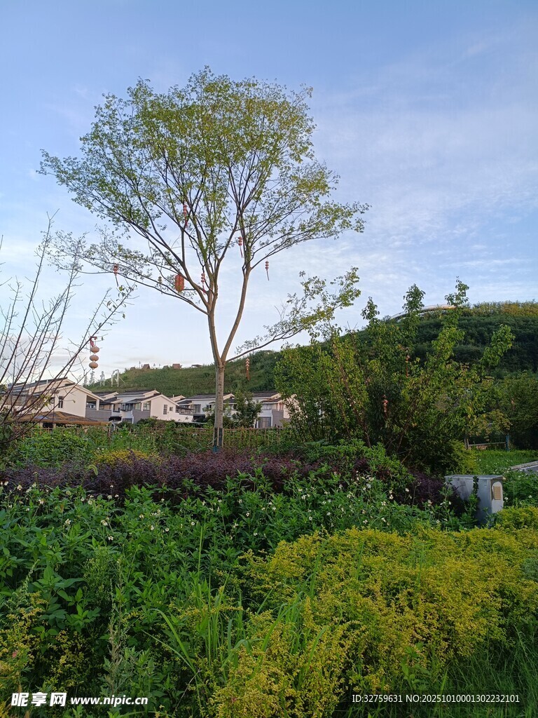 田园绿意中的孤树景观