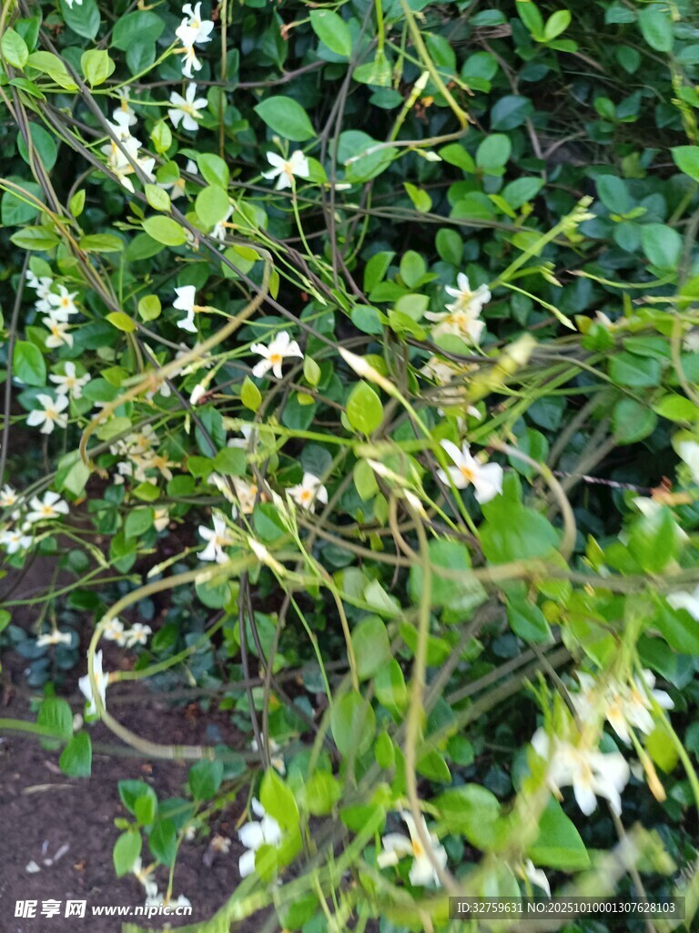 白色小花绿植特写