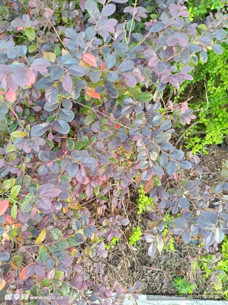 紫叶植物景观