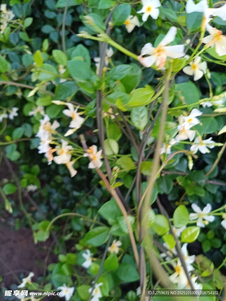 白色小花绽放于绿叶间