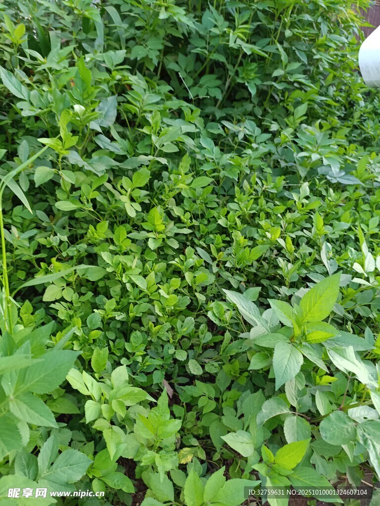 繁茂绿植景观