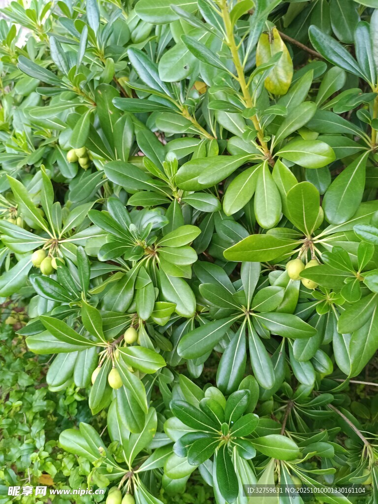 翠绿繁茂的多叶植物