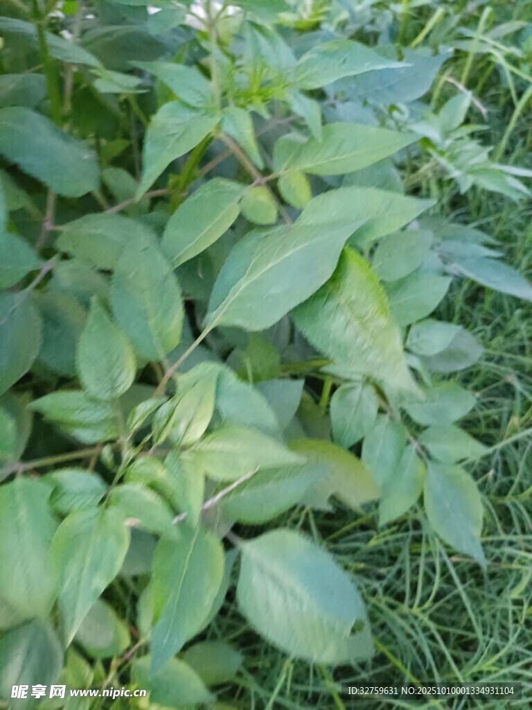 绿叶植物特写