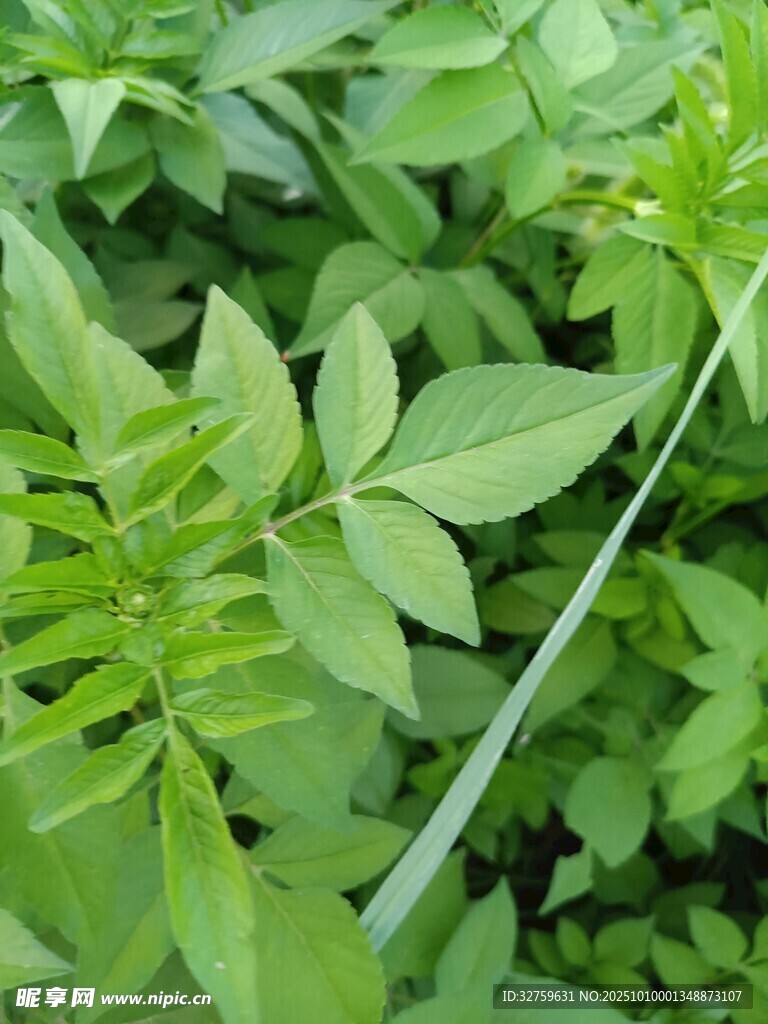 嫩绿植物叶片特写