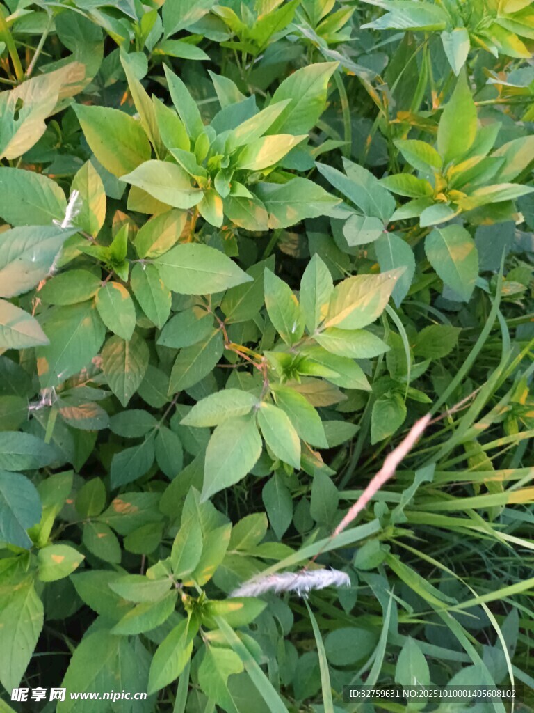 绿叶繁茂的植物景观