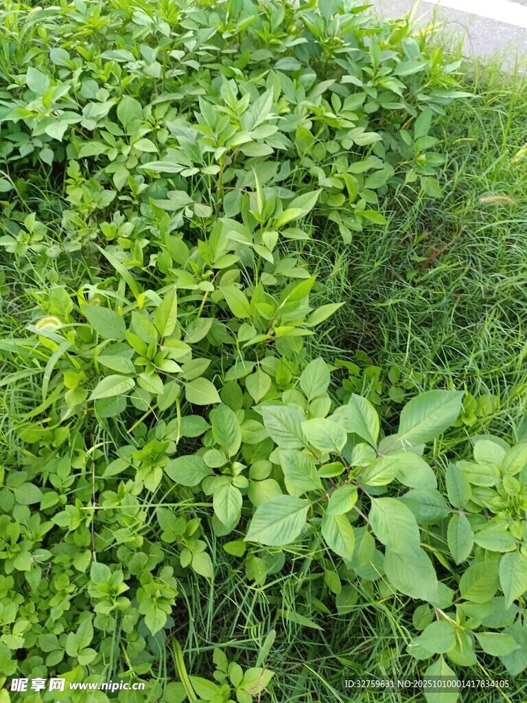 绿意盎然的植物景观
