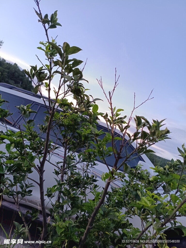 透过枝叶看远处建筑