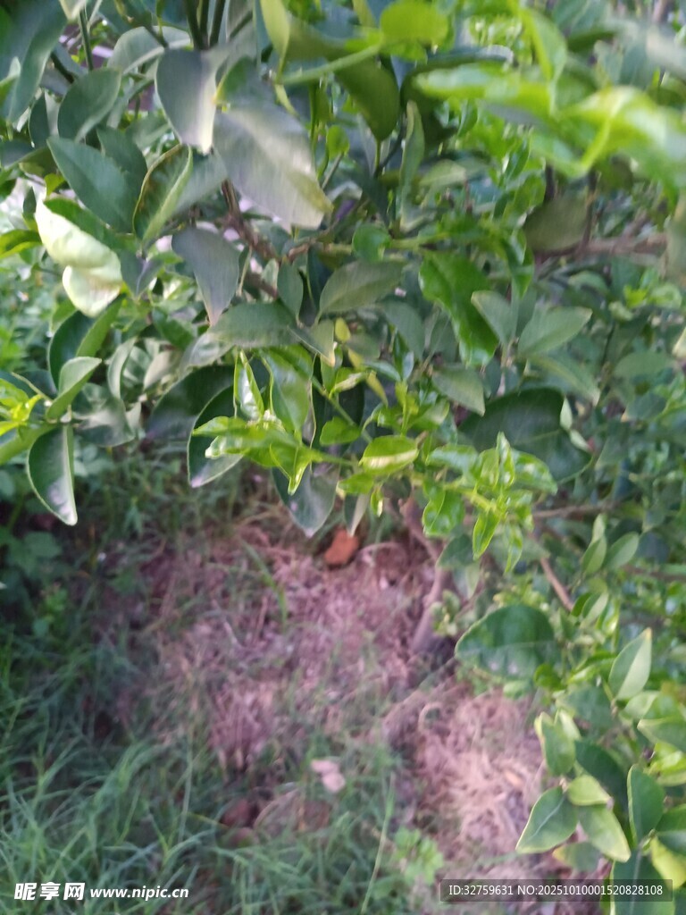 地面紫色植物与周围绿植