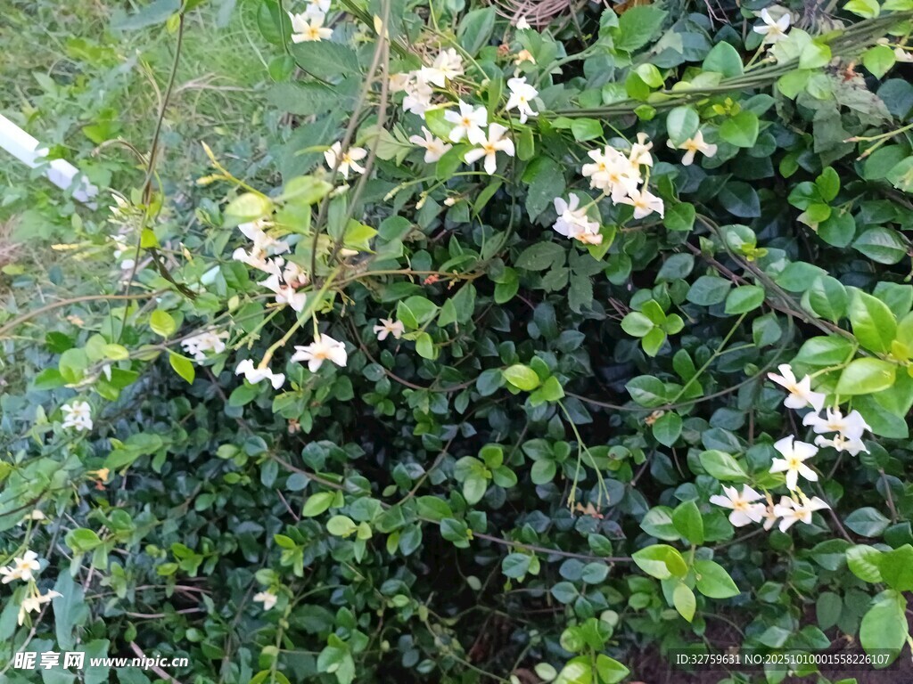 藤蔓上绽放的白色小花