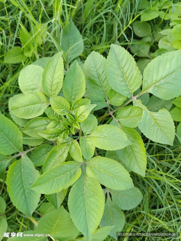 绿叶植物特写