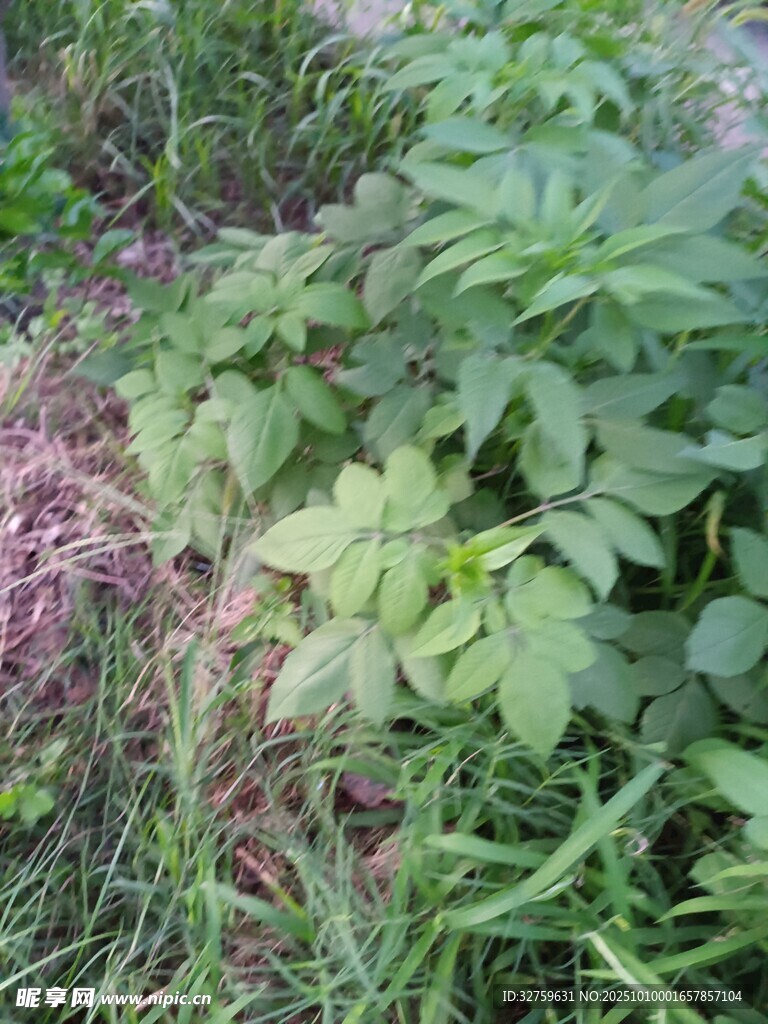野外繁茂的绿色植物景观
