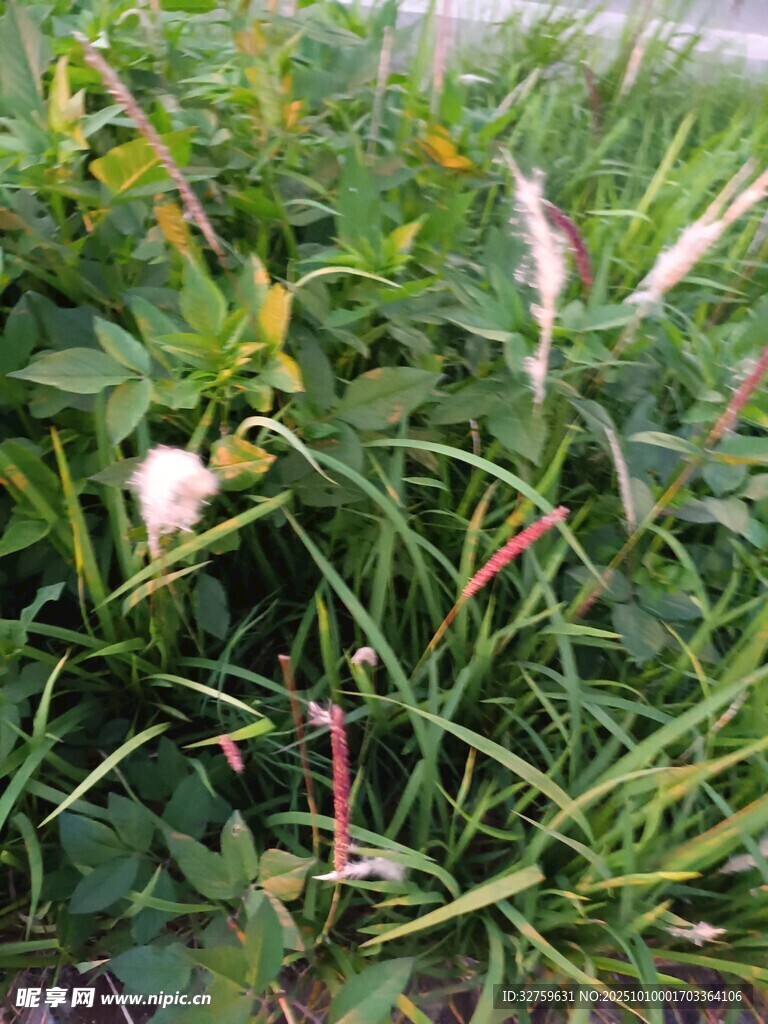 田野中的多彩植物