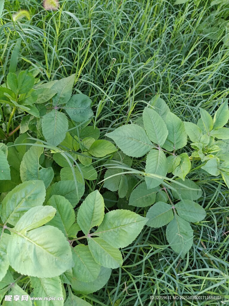 嫩绿草丛中的清新植物