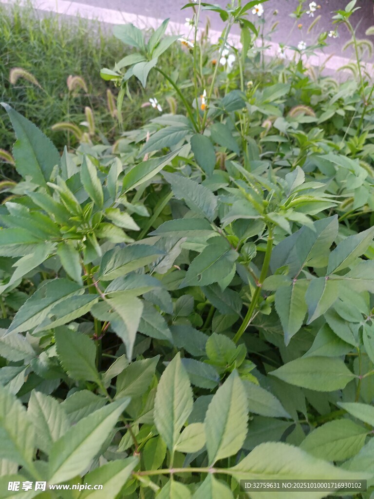 绿叶繁茂的田间植物
