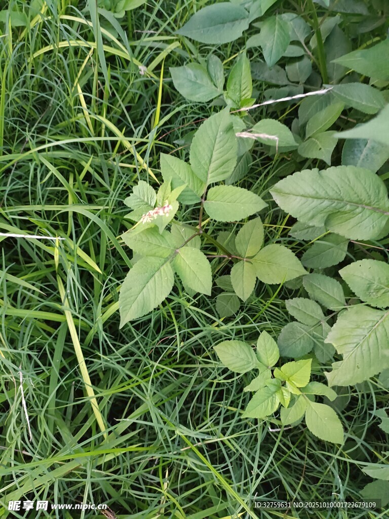 草丛中的嫩绿植物