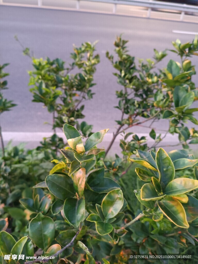 路边翠绿繁茂的灌木丛