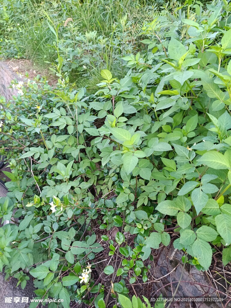 绿叶丛生的繁茂植物