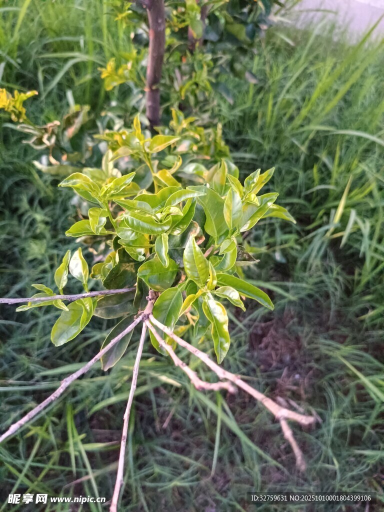 小树苗扎根于翠绿草丛中