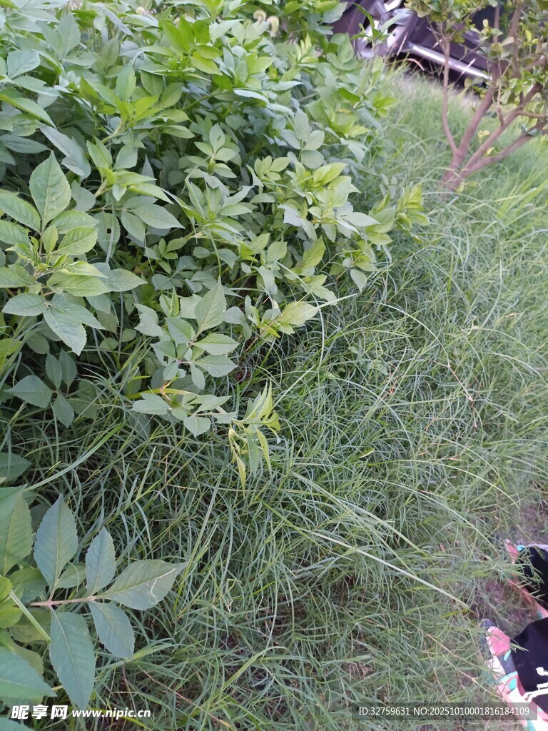 户外绿植景观