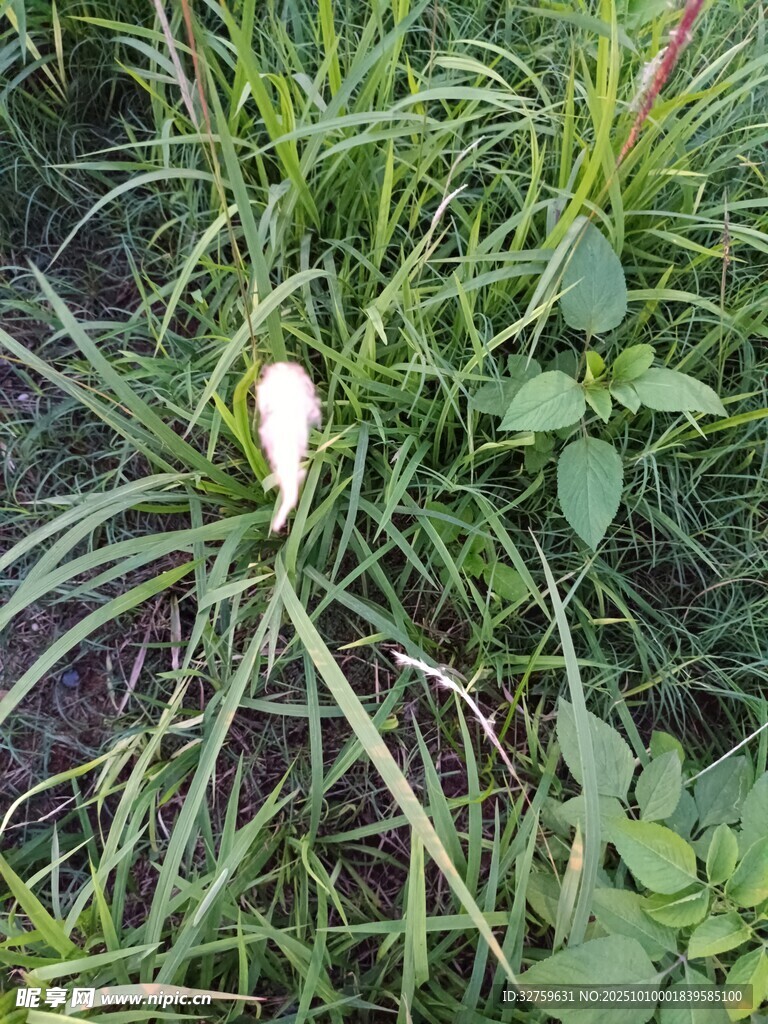 草丛中的白色花朵