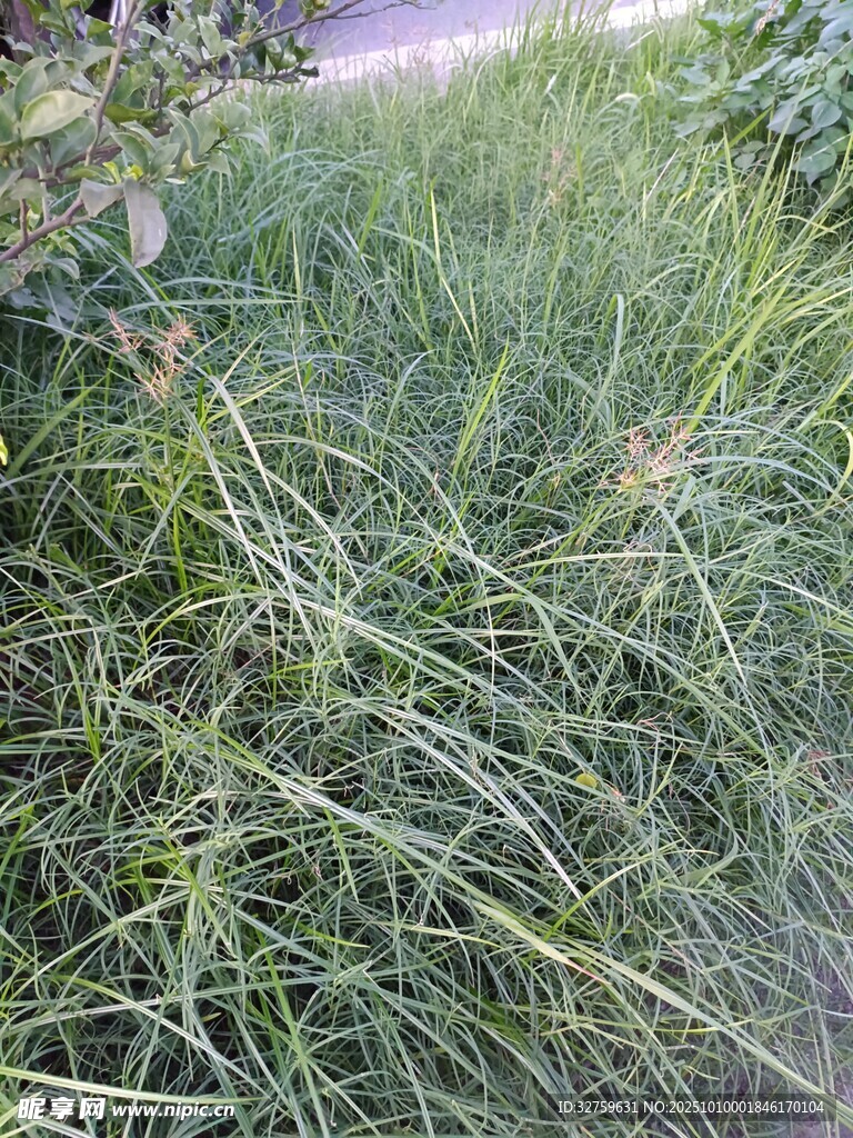 路边茂盛的绿色草丛