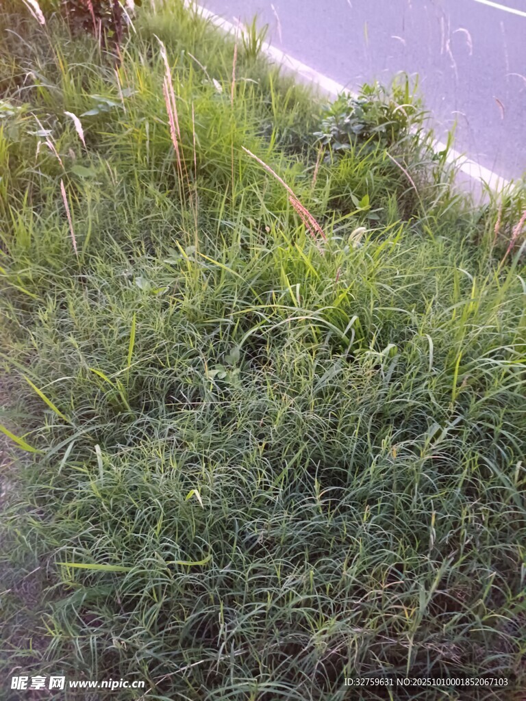 路边茂盛的绿色草丛